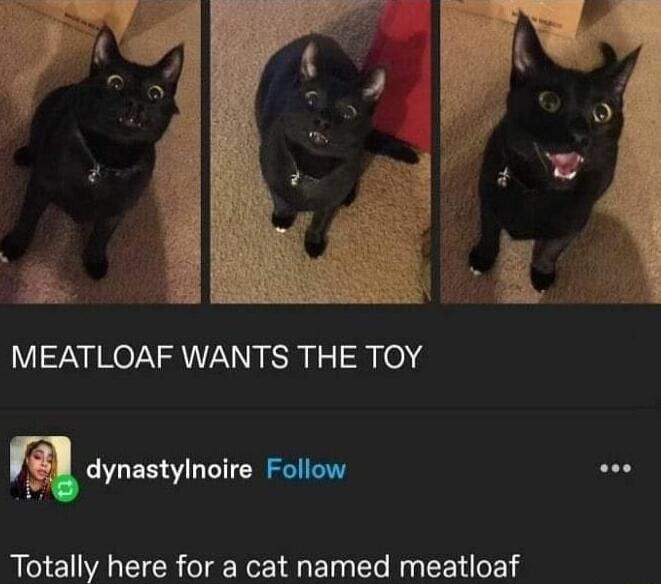 MEATLOAF WANTS THE TOY m dynastylnoire Follow soe Totally here for a cat named meatloaf