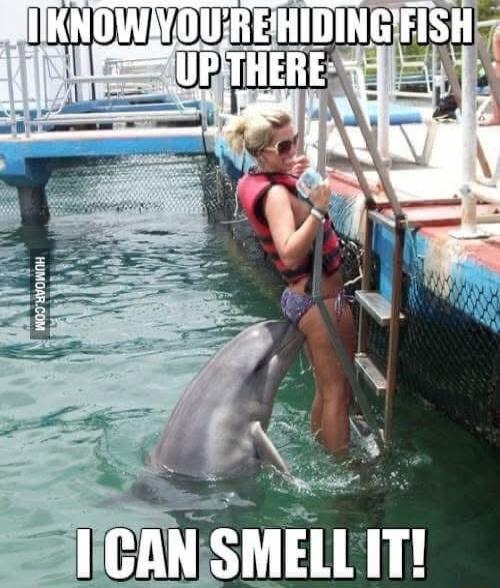 i BANSMEll III