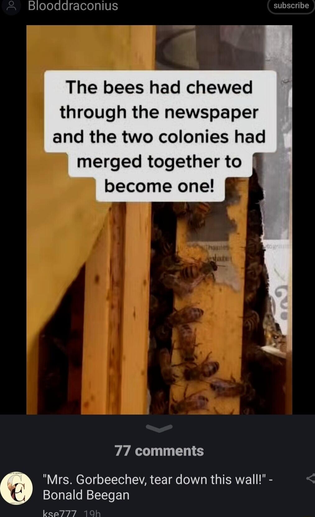 1elelelegcTelelyVE subsc The bees had chewed through the newspaper and the two colonies had merged together to become one 77 comments Mrs Gorbeechey tear down this wall Bonald Beegan KkeaTT7