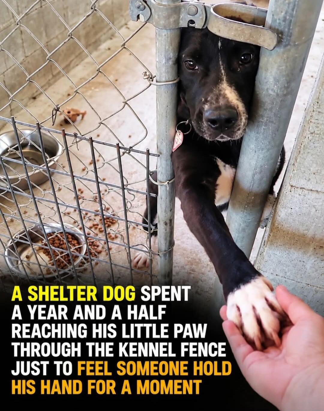 A SHELTER DOG SPENT A YEAR AND A HALF REACHING HIS LITTLE PAW THROUGH THE KENNEL FENCE JUST TO FEEL SOMEONE HOLD HIS HAND FOR A MOMENT