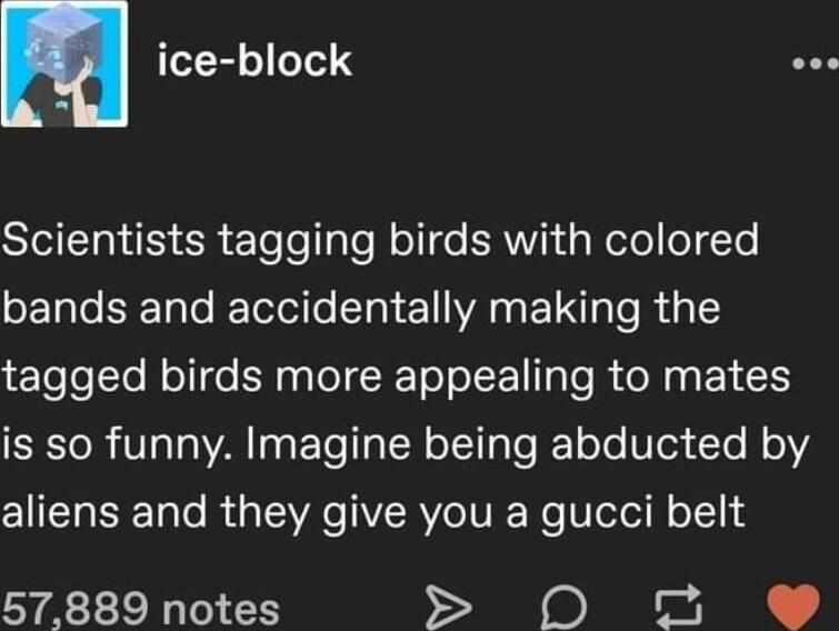H ice block TGS SR Elefolale Noll e ERNYTda Nele oTe bands and accidentally making the tagged birds more appealing to mates is so funny Imagine being abducted by aliens and they give you a gucci belt 57889 notes SS A
