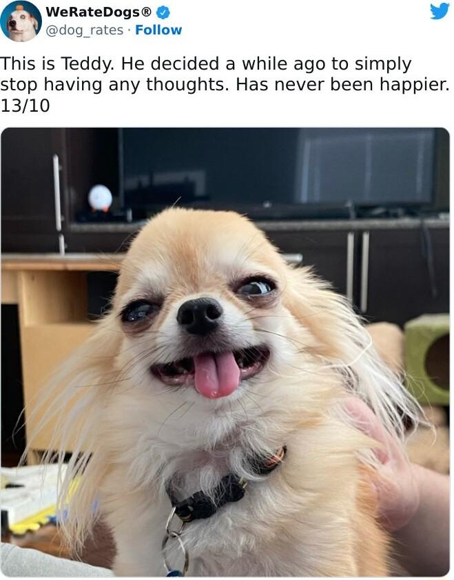 WeRateDogs L 4 tes Follow This is Teddy He decided a while ago to simply stop having any thoughts Has never been happier 1310