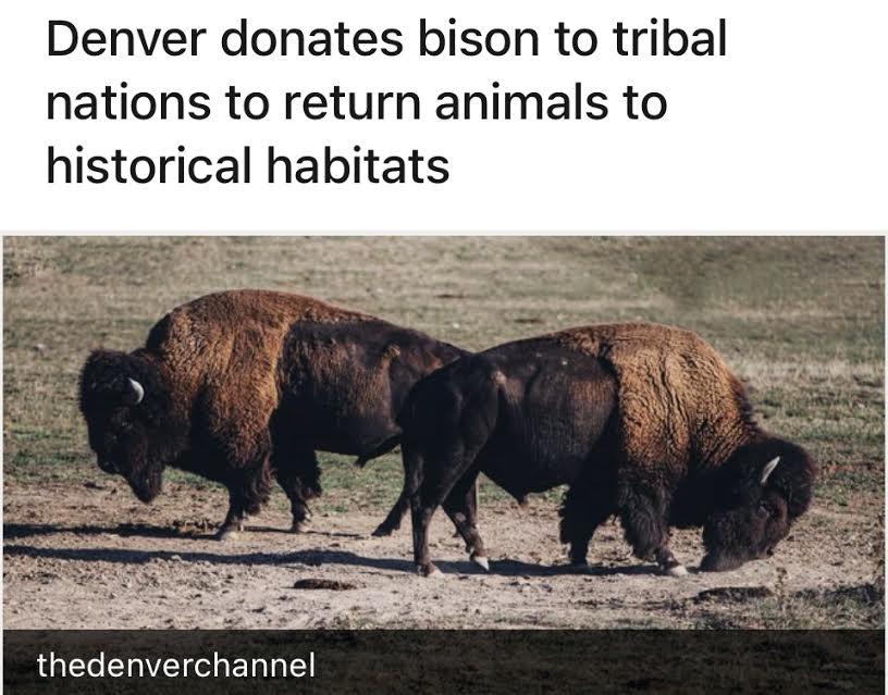 Denver donates bison to tribal nations to return animals to historical habitats thedenverchannel