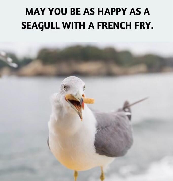 MAY YOU BE AS HAPPY AS A SEAGULL WITH A FRENCH FRY.