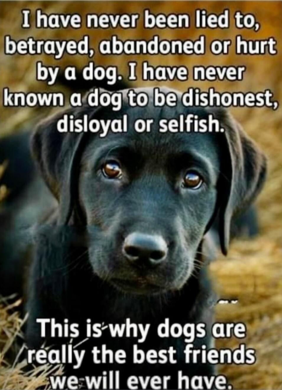 I have never been lied to, betrayed, abandoned or hurt by a dog. I have never known a dog to be dishonest, disloyal or selfish. This is why dogs are really the best friends we will ever have.