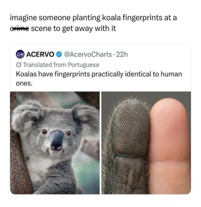 imagine someone planting koala fingerprints at a crime scene to get away with it. ACERVO @AcervoCharts · 22h. Translated from Portuguese. Koalas have fingerprints practically identical to human ones.
