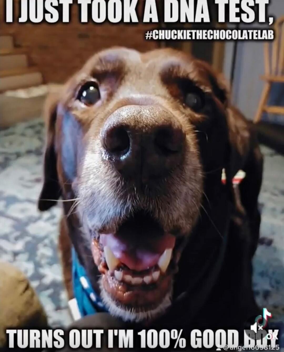 I JUST TOOK A DNA TEST, #CHUCKIETHECHOCOLATELAB TURNS OUT I'M 100% GOOD BOY