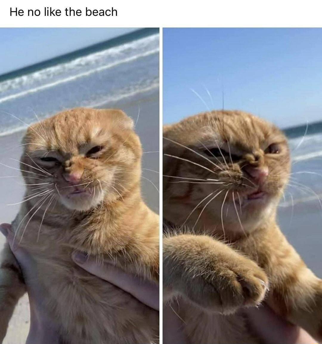 He no like the beach