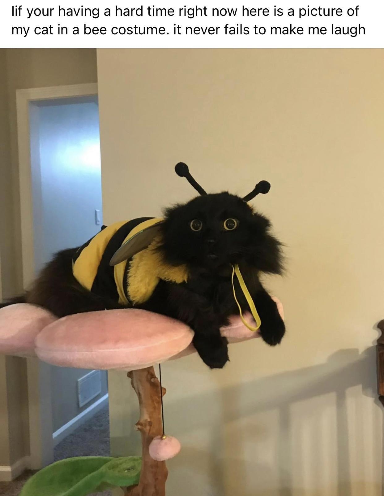 lif your having a hard time right now here is a picture of my cat in a bee costume it never fails to make me laugh