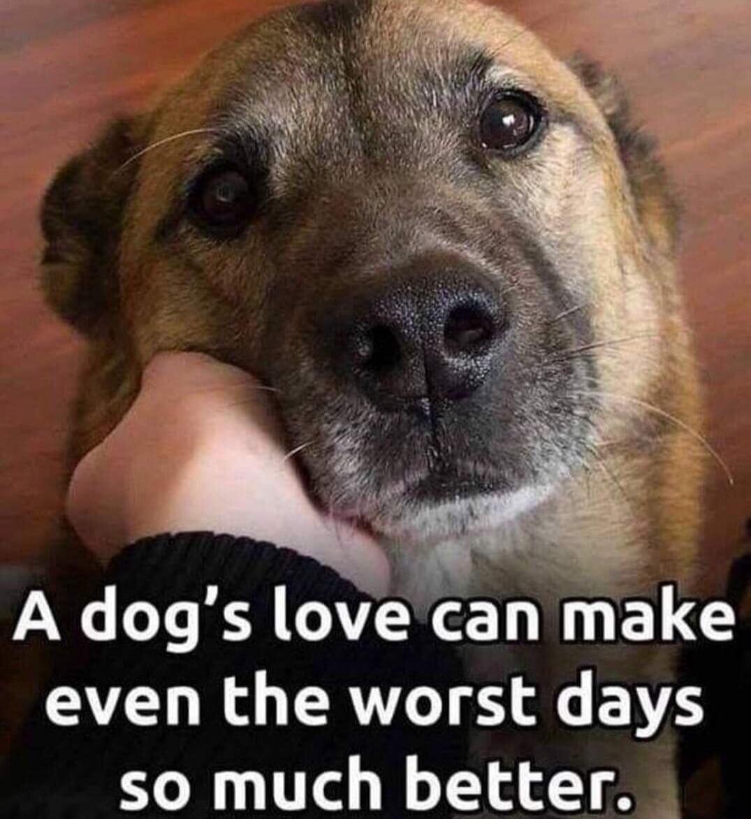 A dog's love can make even the worst days so much better.