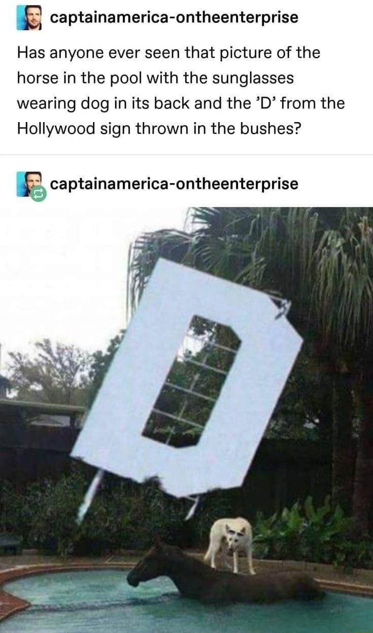 E captainamerica ontheenterprise Has anyone ever seen that picture of the horse in the pool with the sunglasses wearing dog in its back and the D from the Hollywood sign thrown in the bushes g captainamerica ontheenterprise
