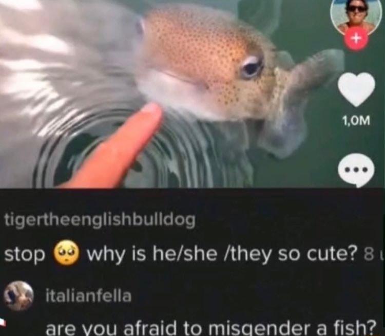 O Ela QEE U LIV s eT61 o Q why is heshe they so cute K W EUERIGUE are vou afraid to misaender a fish