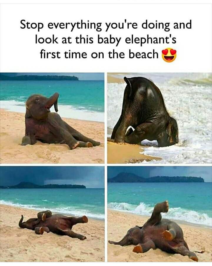 Stop everything youre doing and look at this baby elephants first time on the beach