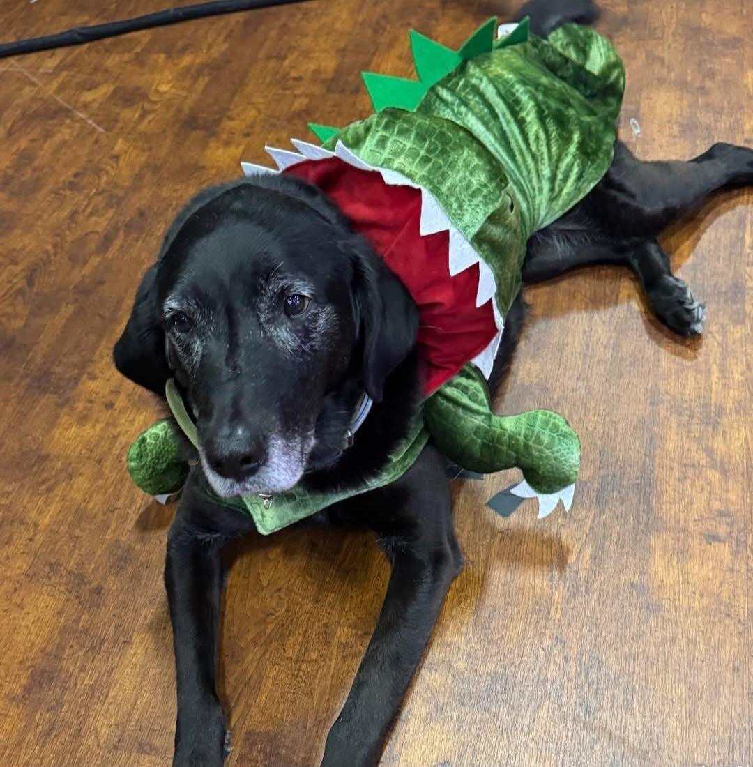 A black dog wearing a green dragon costume with red underbelly and white teeth spikes lying on a wooden floor.