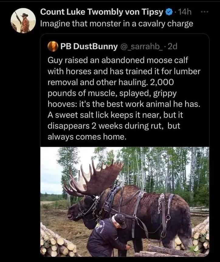 Count Luke Twombly von Tipsy 141 Imagine that monster in a cavalry charge sarrahb_ 2d PB DustBunny Guy raised an abandoned moose calf with horses and has trained it for lumber CUCEIED R QTR VT R e ole pounds of muscle splayed grippy hooves its the best work animal he has A sweet salt lick keeps it near but it disappears 2 weeks during rut but always comes home