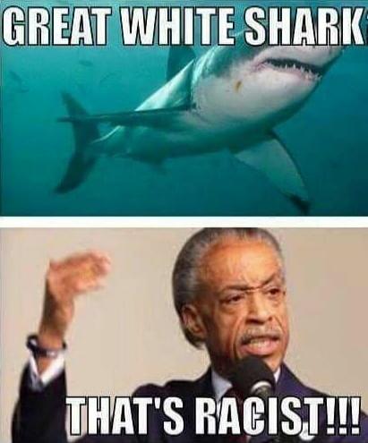 GREAT WHITE SHARK\nTHAT'S RACIST!!!