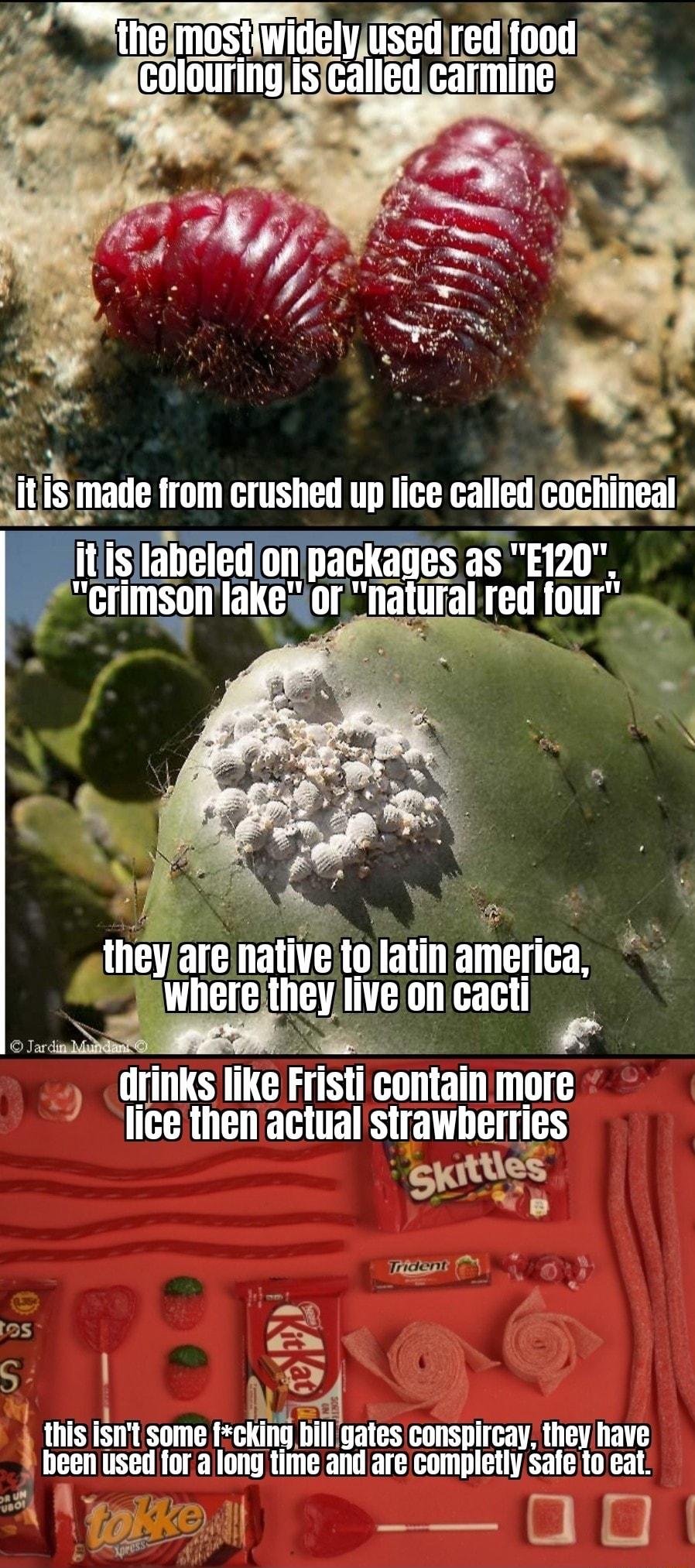 5 ye from crushed up lice eu cnlhll_legl ilislabeledon packages as E120 crimson lakeor na theyare native to latin america Wherethey liveon cacti Irinks like Fristi contain more lice then actualstrawberries sttles SWtis S e 3 A this isnt some cking bill gates conspircay they have been used fora long time and are mgley safe o eat Qaag