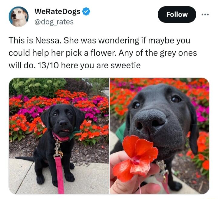 WeRateDogs m dog rates This is Nessa She was wondering if maybe you could help her pick a flower Any of the grey ones will do 1310 here you are sweetie