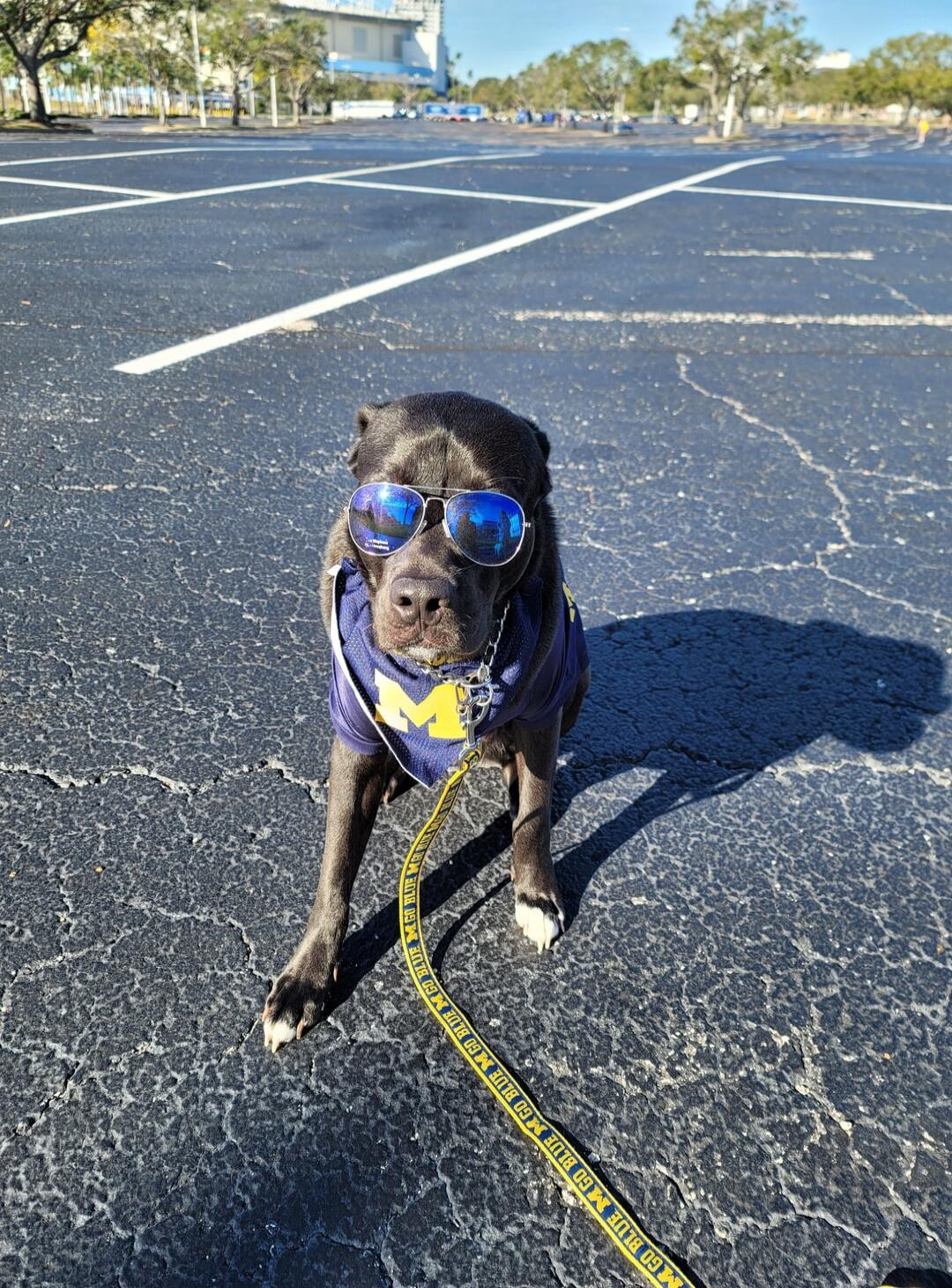 M, GO BLUE M