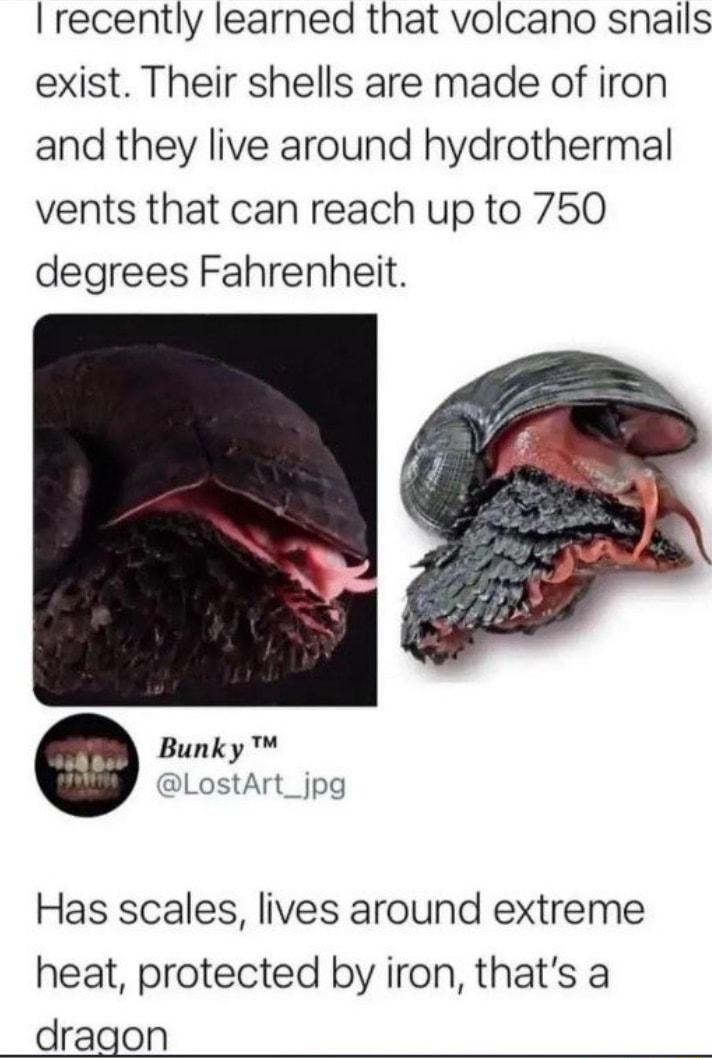 recently learned that volcano snails exist Their shells are made of iron and they live around hydrothermal vents that can reach up to 750 degrees Fahrenheit Bunky LostArt_jpg Has scales lives around extreme heat protected by iron thats a dragon