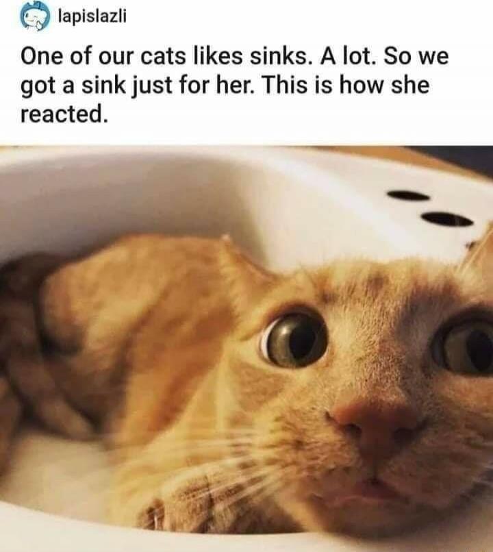 One of our cats likes sinks. A lot. So we got a sink just for her. This is how she reacted.