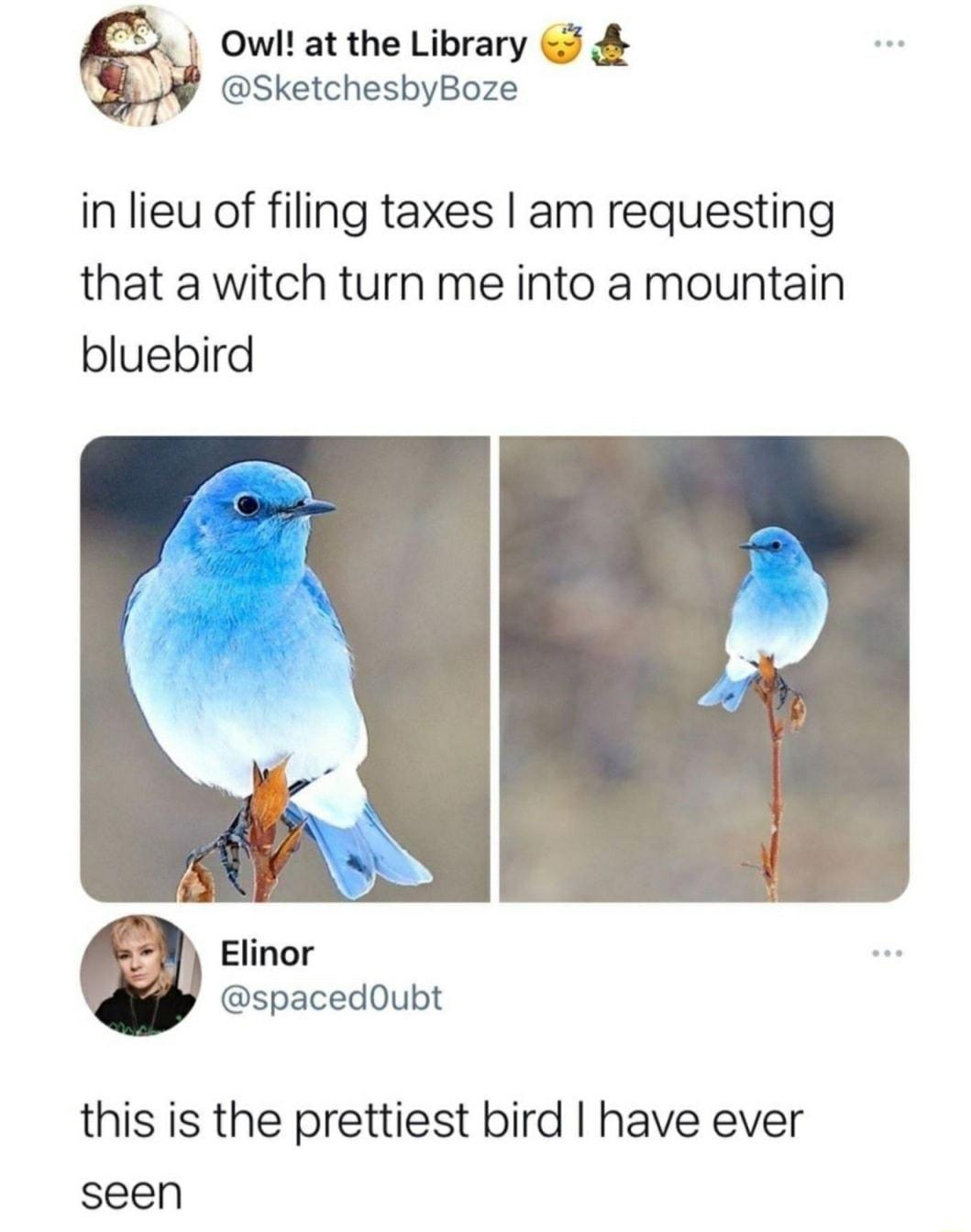 Owl at the Library 5 SketchesbyBoze in lieu of filing taxes am requesting that a witch turn me into a mountain bluebird Elinor spacedOubt this is the prettiest bird have ever seen