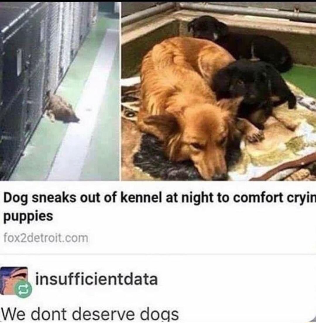 Dog sneaks out of kennel at night to comfort cryin puppies r insufficientdata We dont deserve doas 2