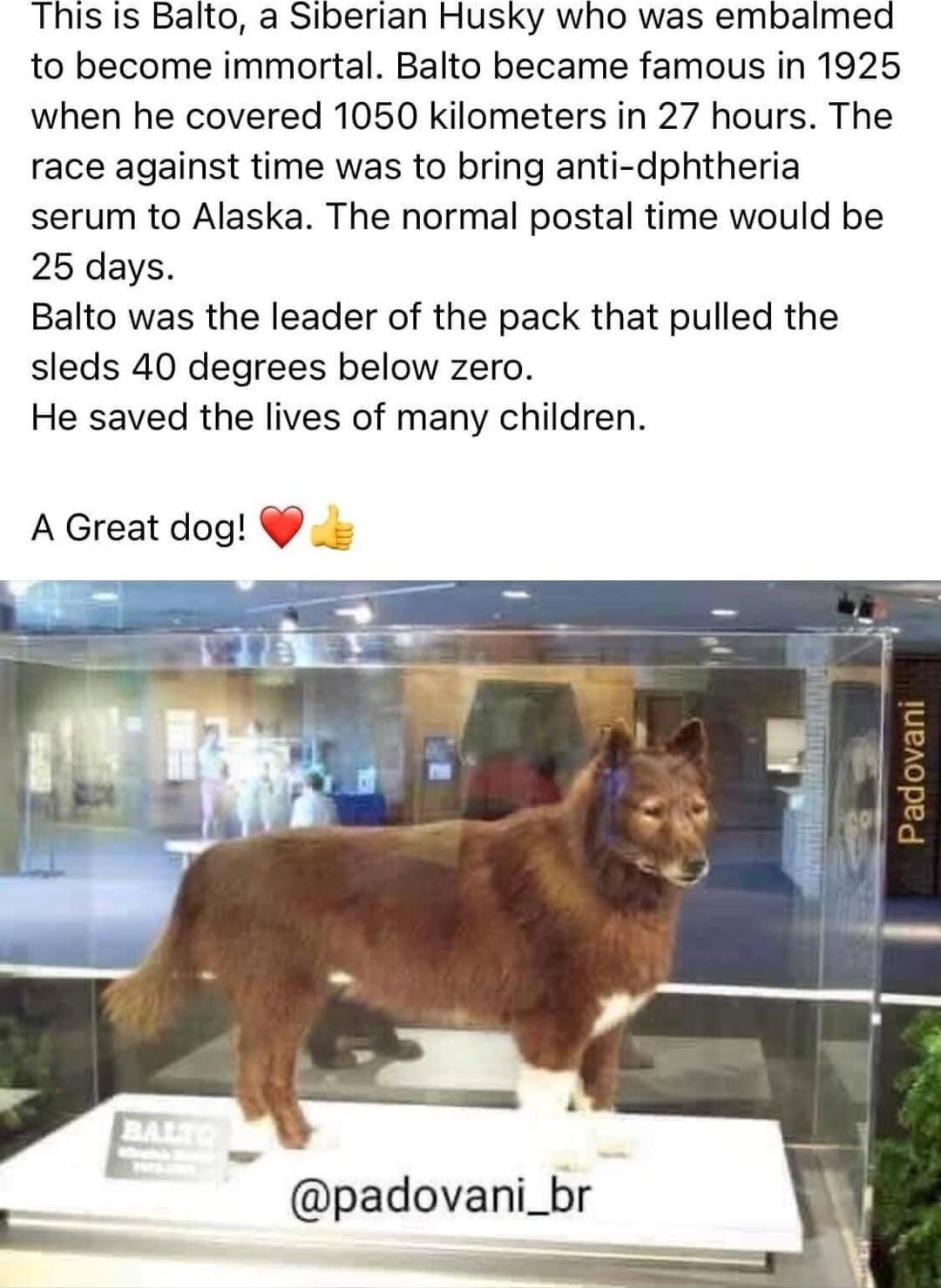 This Is Balto a Siberian Husky who was embalmead to become immortal Balto became famous in 1925 when he covered 1050 kilometers in 27 hours The race against time was to bring anti dphtheria serum to Alaska The normal postal time would be 25 days Balto was the leader of the pack that pulled the sleds 40 degrees below zero He saved the lives of many children AGreat dog