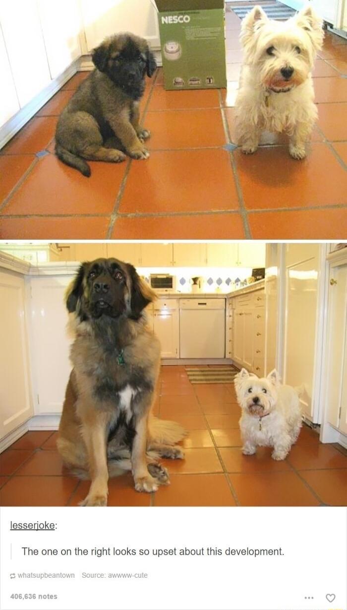 lesserjoke The one on the right looks so upset about this development