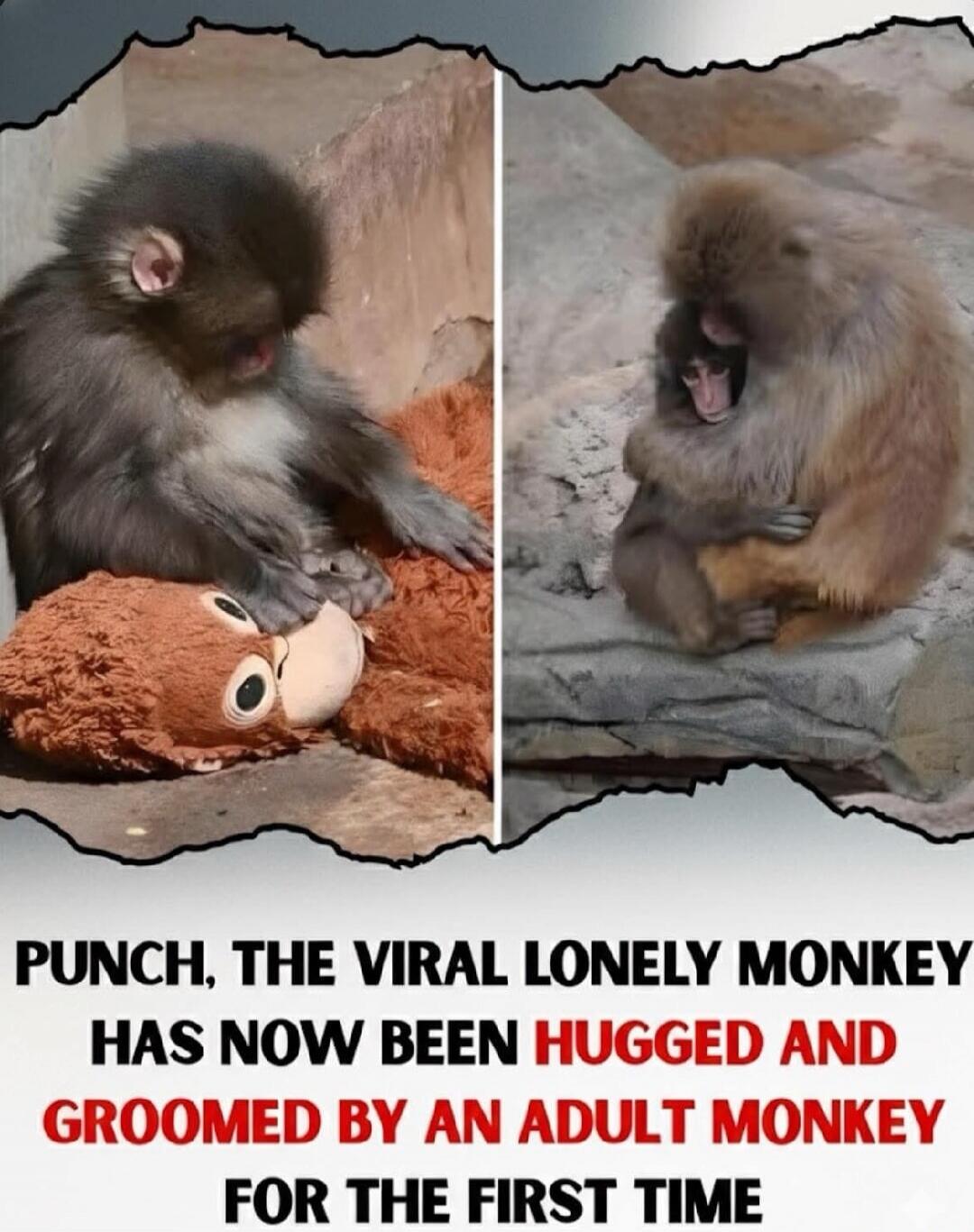 PUNCH, THE VIRAL LONELY MONKEY HAS NOW BEEN HUGGED AND GROOMED BY AN ADULT MONKEY FOR THE FIRST TIME