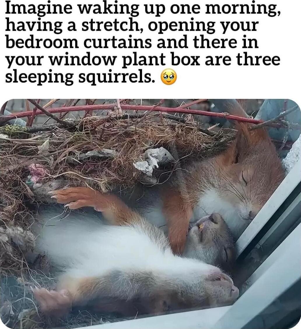 Imagine waking up one morning having a stretch opening your bedroom curtains and there in your window plant box are three sleeping squirrels 3
