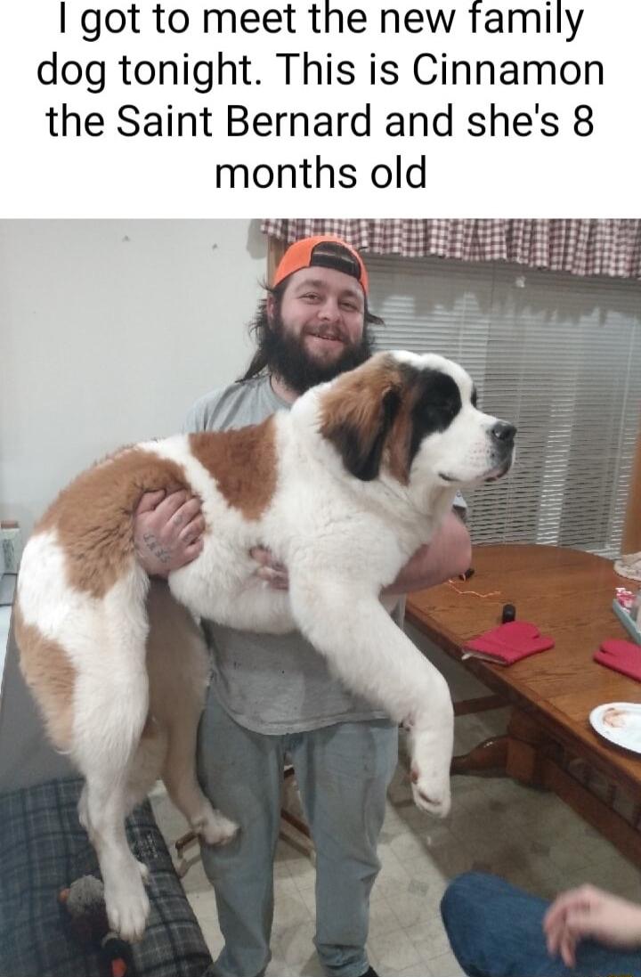 got to meet the new family dog tonight This is Cinnamon the Saint Bernard and shes 8 months old