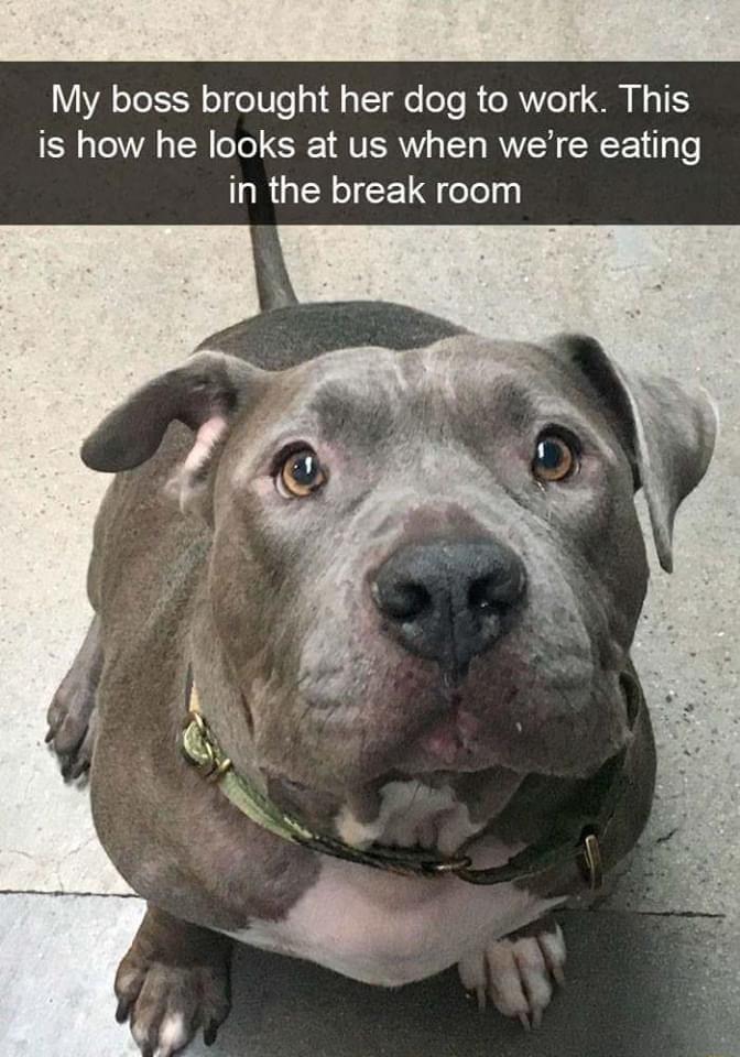 My boss brought her dog to work This is how he looks at us when were eating LRGN ICELG elely