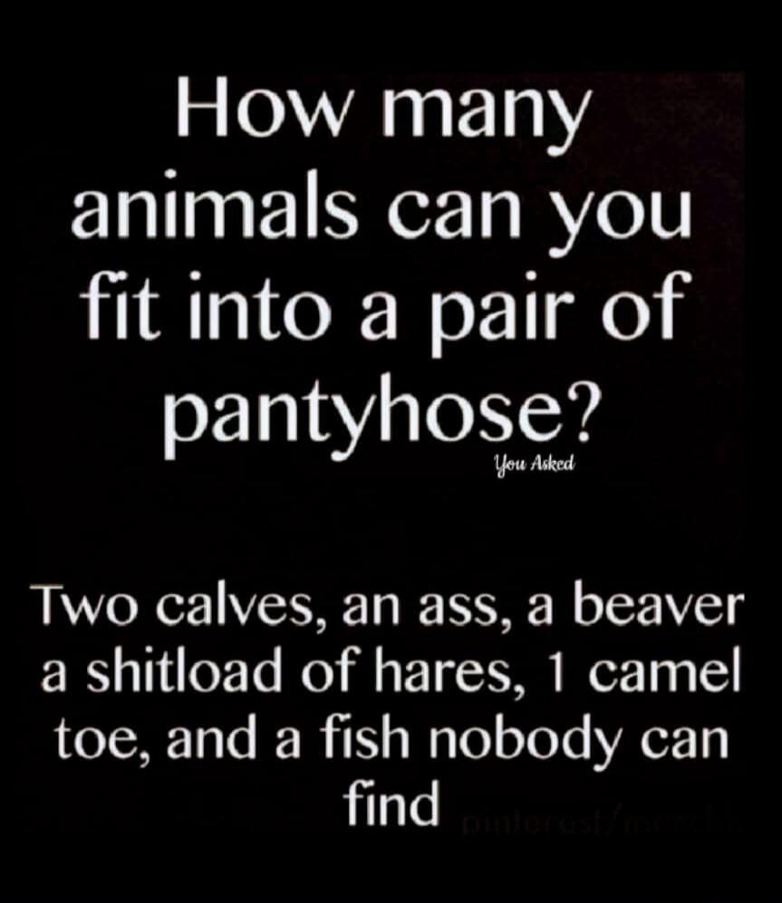 How many animals can you fit into a pair of pantyhose? You Asked Two calves, an ass, a beaver, a shitload of hares, 1 camel toe, and a fish nobody can find.