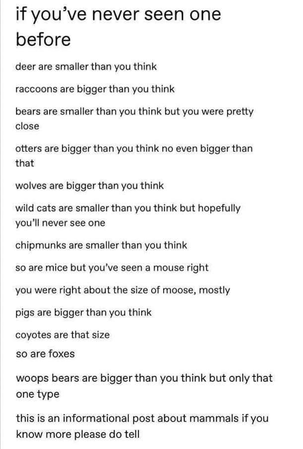 if youve never seen one before deer are smaller than you think raccoons are bigger than you think bears are smaller than you think but you were pretty close otters are bigger than you think no even bigger than that wolves are bigger than you think wild cats are smaller than you think but hopefully youll never see one chipmunks are smaller than you think so are mice but youve seen a mouse right you