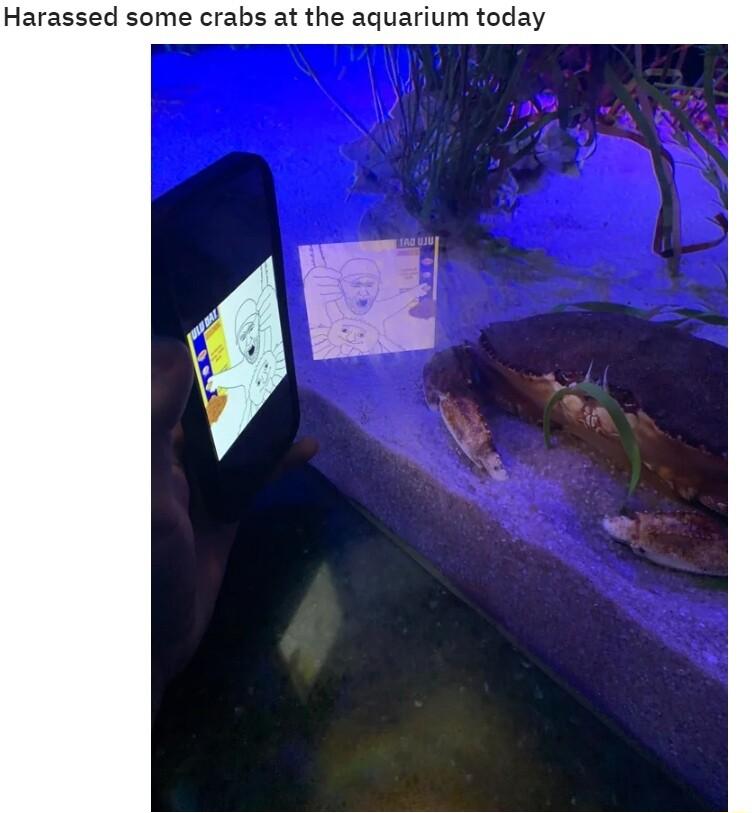 Harassed some crabs at the aquarium today