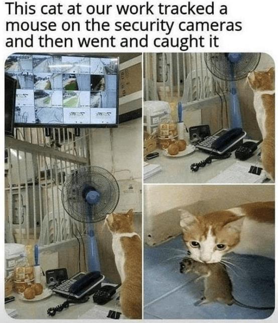 This cat at our work tracked a mouse on the security cameras and then went and caught it i