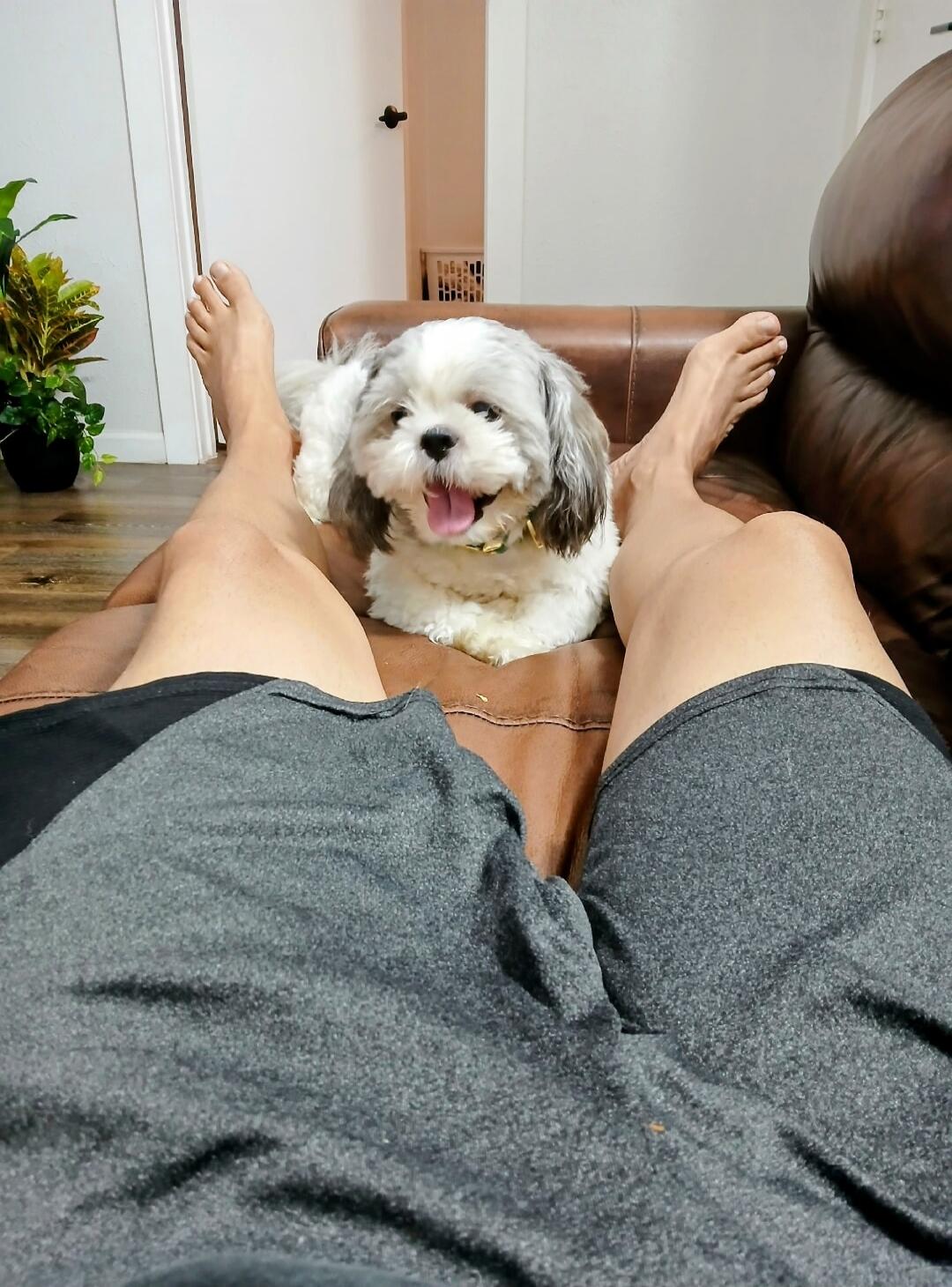 A person's legs resting on a couch with a happy dog lying between them.