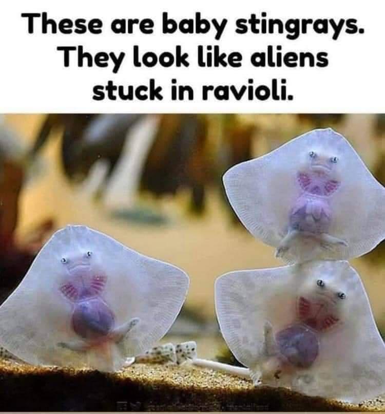 These are baby stingrays They look like aliens stuck in ravioli