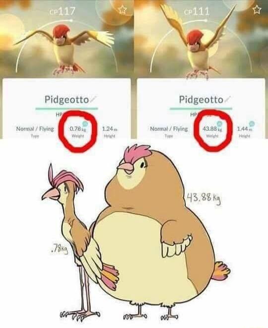 CP117 Pidgeotto HP Normal / Flying Type 0.78kg Weight 1.24m Height CP111 Pidgeotto HP Normal / Flying Type 43.88kg Weight 1.44m Height .78kg 43.88kg