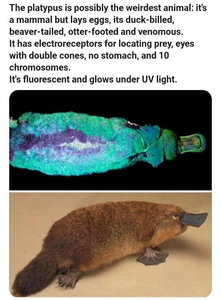 The platypus is possibly the weirdest animal its amammal but lays eggs its duck billed beaver tailed otter footed and venomous It has electroreceptors for locating prey eyes with double cones no stomach and 10 chromosomes Its fluorescent and glows under UV light