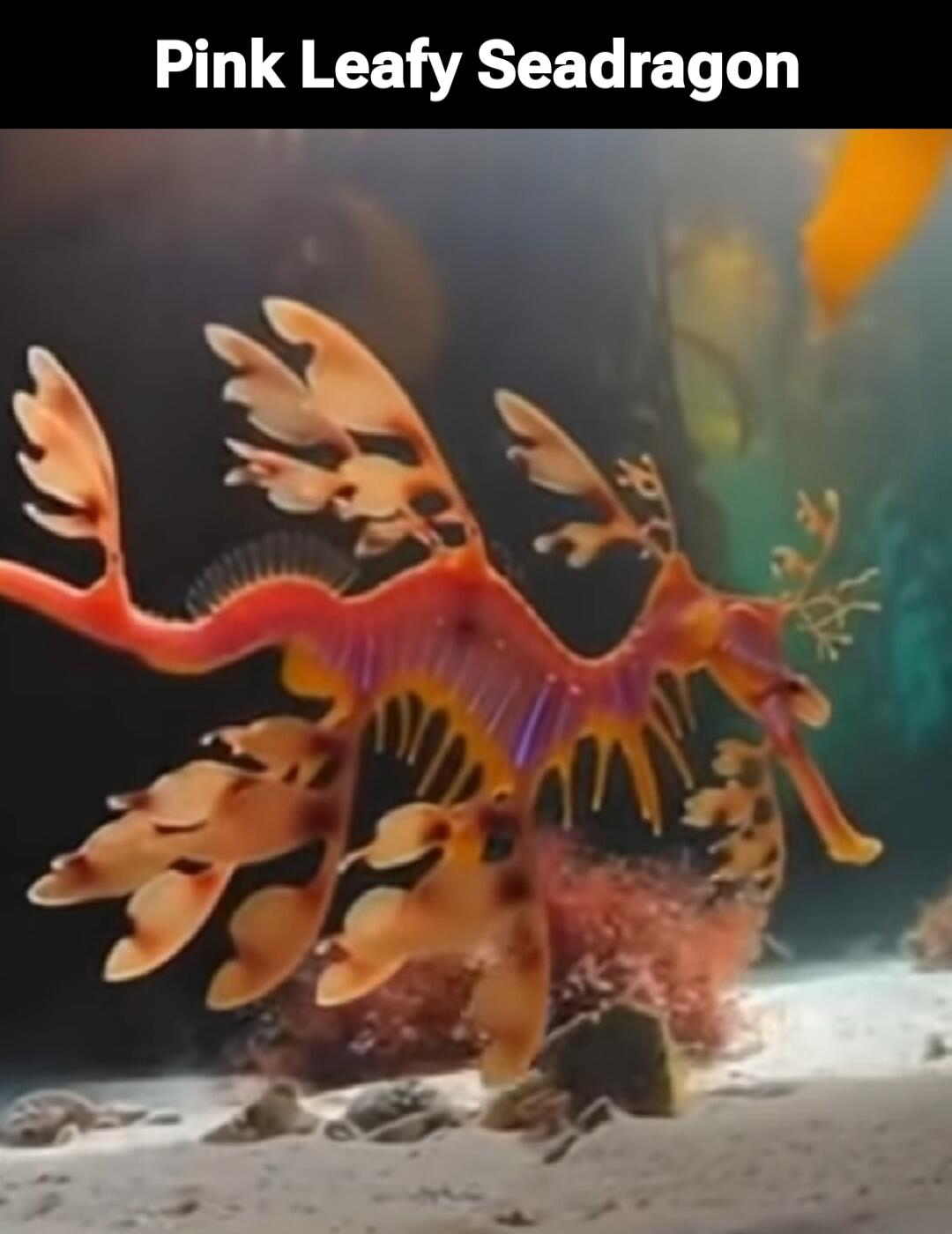Pink Leafy Seadragon
