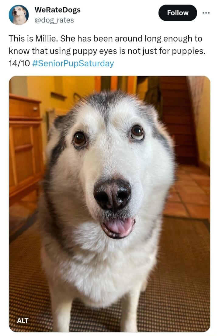 WeRateDogs m dog rates This is Millie She has been around long enough to know that using puppy eyes is not just for puppies 1410 SeniorPupSaturda