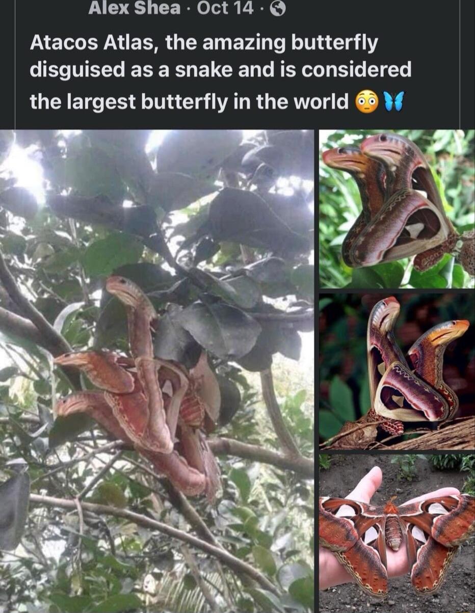 Alex Shea Oct14 O Atacos Atlas the amazing butterfly T EEEES ELCEN T REE ST S the largest butterfly in the world V