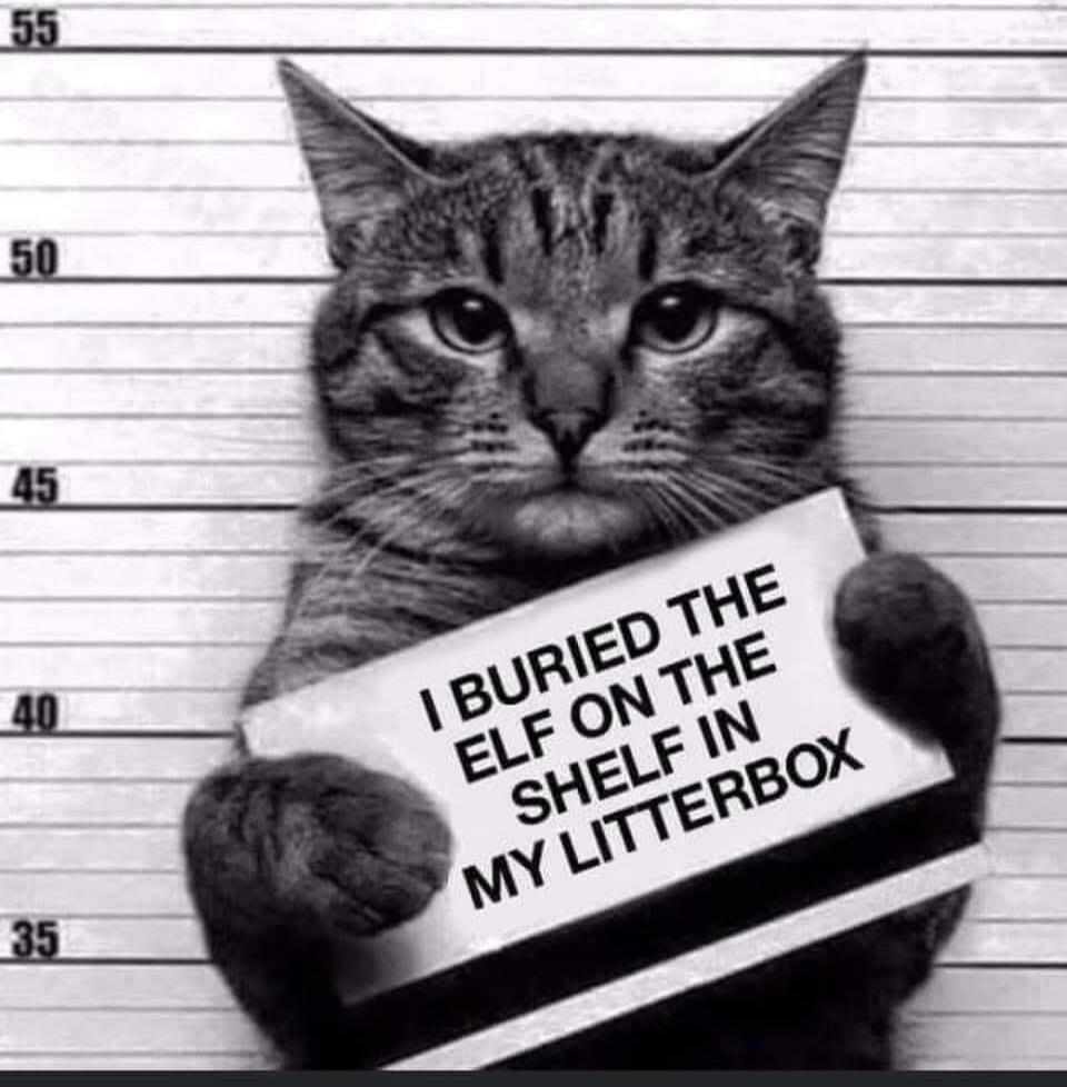 I BURIED THE ELF ON THE SHELF IN MY LITTERBOX