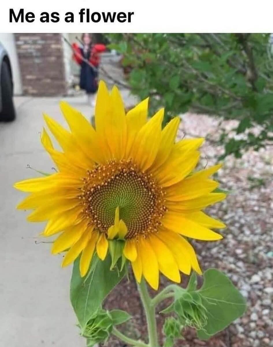 Me as a flower
