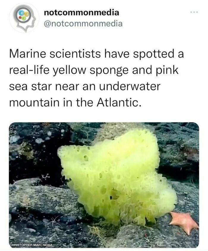 O notcommonmedia notcommonmedia Marine scientists have spotted a real life yellow sponge and pink sea star near an underwater mountain in the Atlantic
