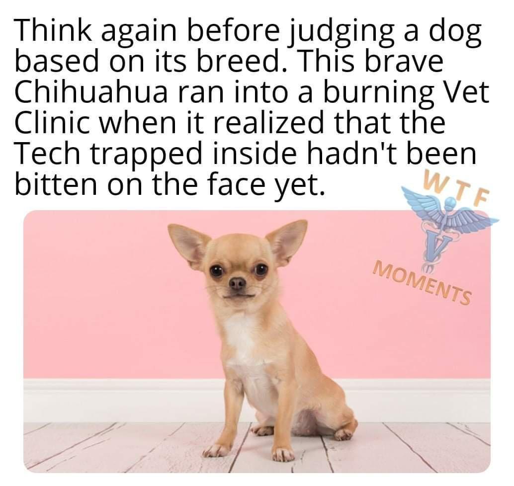Think again before judging a dog based on its breed This brave Chihuahua ran into a burning Vet Clinic when it realized that the Tech trapped inside hadnt been bitten on the face yet Wr o IS MOMZ Wi