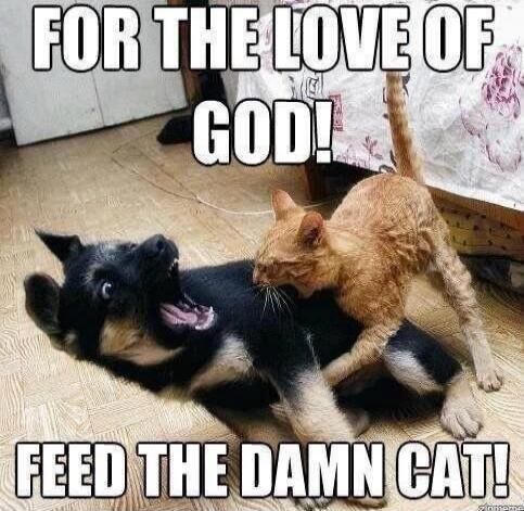 FOR THE LOVE OF GOD! FEED THE DAMN CAT!