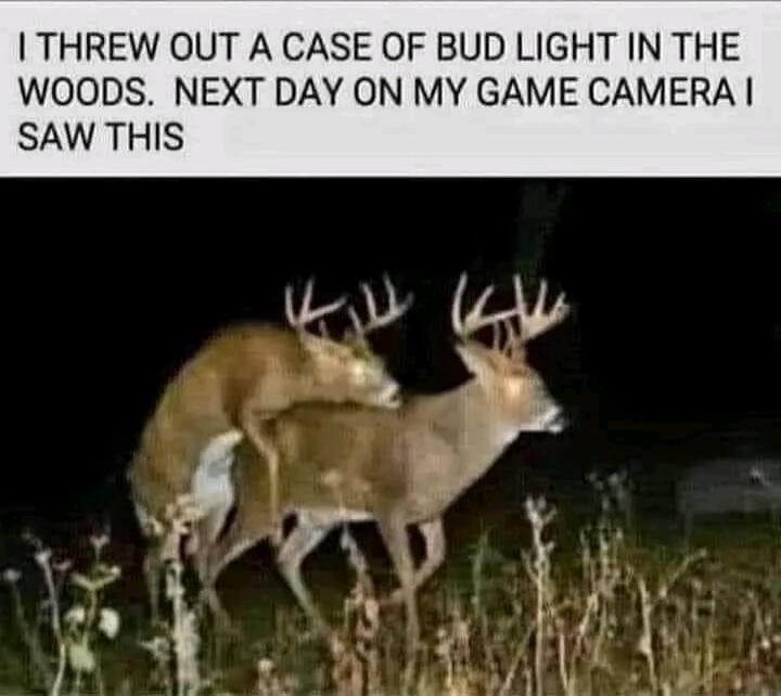 I THREW OUT A CASE OF BUD LIGHT IN THE WOODS. NEXT DAY ON MY GAME CAMERA I SAW THIS